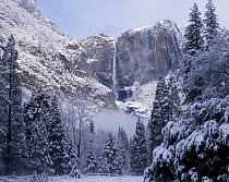 Upper Yosemite Falls in Yosemite Valley after winter snow storm, Yosemite National Park, California, USA.