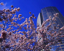 Union Square Tower and spring blossom from Freeway Park in Seattle, Washington, USA