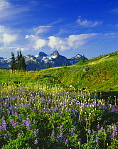 View of the Tatoosh Range from Edith Creek Basin in Mount Rainier National Park, Washington, USA