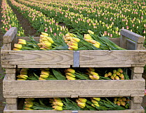 Cut tulips, boxed and ready for shipping in a field of commercial tulips. Skagit Valley, Washington, USA