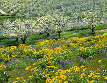 Field of Arrowleaf balsamroot and lupine on a hillside overlooking an orchard near Dryden, Washington, USA