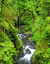 Looking down on Sol Duc River in Olympic National Park, Washington, USA