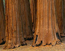 The Founders Group of Giant Sequoia trees (Sequoiadenrdron giganteum) in the Giant Forest of Sequoia National Park, California, USA