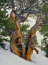 Bristlecone pine near Wheeler Peak in Great Basin National Park in winter, Nevada, USA