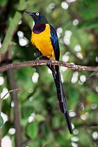 Golden breasted starling {Lamprotornis / Cosmopsarus regius} captive, from East Africa