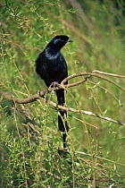 Bristle-crowned starling {Onychognathus salvodorii}, captive, from East Africa