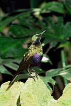 Emerald starling {Lamprotornis iris} captive, from West Africa
