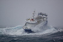 MFV trawler "Harvester" on the crest of a wave in storm force gales and heavy seas, 70 miles east of the Shetlands. Winds gusting to 83 Knots. January 2009.  Property Released.