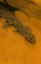 Yellow bellied house gecko {Hemidactylus flaviviridis} Bandhavgarh NP, Madhya Pradesh, India