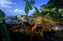 Common Iguana {Iguana iguana} clinging to floating tree branch, Eastern Seaboard of Panama