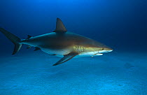 Caribbean reef shark {Carcharhinus perez} with fishing hook embedded in jaw and wire trace attached. Bahamas
