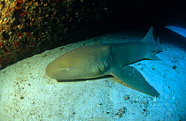Nurse shark {Ginglymostoma cirratum} seeking shelter under the stern of a sunken fishing boat. British Virgin Islands.