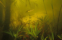 Aracu (Leporinus sp.) in flooded forest, Rio Tabajos, Amazon, Brazil.