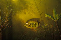 Banded cichlid (Heros severus) in flooded forest. Rio Tabajos, Amazon, Brazil.