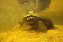 Arrau turtle (Podocnemis expansa) close to sandbank to lay eggs. Rio Verde, Brazil / Bolivia border.