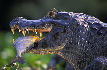 Spectacled caiman (Caiman crocodylus) with Piranha in mouth. Pantanal, Mato Grosso, Brazil.