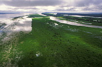Amazon river flooded in rainy season, Amazon, Brazil, 1994.