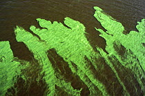 Algal bloom on surface of Rio Tabajos, near Santarem, Para, Brazil. 1994.