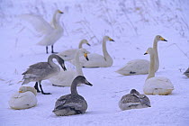 Whooper swans {Cygnus cygnus} adults with first year cygnets in snow, Kussharo Island, Hokkaido, Japan