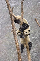 Two Giant pandas {Ailuropoda melanoleuca} climbing tree trunk in snow storm, Sichuan, China, captive