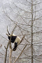 Giant panda {Ailuropoda melanoleuca} climbing tree in snow, Sichuan, China, captive