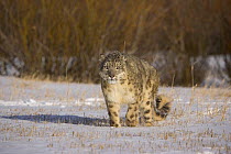 Snow leopard {Panthera uncia} walking across snowy landscape, China, captive