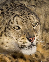Snow leopard {Panthera uncia} face portrait, China, captive