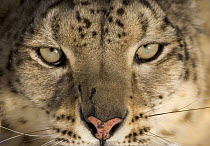 Snow leopard {Panthera uncia} face portrait, China, captive