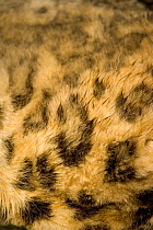 Close up of fur of Snow leopard {Panthera uncia} China, captive