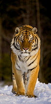 Siberian tiger {Panthera tigris altaica} in snow, portrait, captive, China