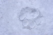 Pugmark of Siberian tiger {Panthera tigris altaica} in snow, captive, China