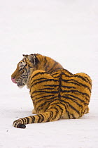 Rear view of Siberian tiger {Panthera tigris altaica} resting in snow, portrait, captive, China
