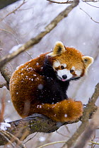 Red panda {Ailurus fulgens} sitting on branch in snow, China, captive