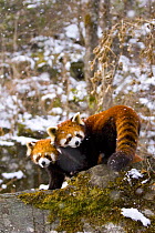 Two Red pandas {Ailurus fulgens} in snow, China, captive