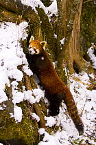 Red panda {Ailurus fulgens} in snow, China, captive