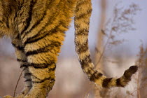 Close up of tail and rear legs of Siberian tiger {Panthera tigris altaica} captive, China