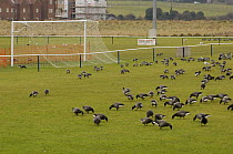Brent geese (Branta bernicla bernicla) flock grazing on football pitch, Wells next the Sea, Norfolk, UK