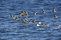 Oystercatcher (Haematopus ostralegus) flock flying over water to high tide roost, Lavan Sands, Conway Bay,  Wales, UK