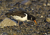 Oystercatcher (Haematopus ostralegus) extracting flesh from Mussel (Mytilus edulis) Rhos Point, Colwyn Bay, North Wales, UK