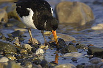 Oystercatcher (Haematopus ostralegus) extracting flesh from a Mussel (Mytilus edulis) Rhos Point, Colwyn Bay, North Wales, uk