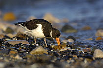 Oystercatcher (Haematopus ostralegus) extracting flesh from a Mussel (Mytilus edulis) Rhos Point, Colwyn Bay, North Wales, UK