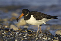 Oystercatcher (Haematopus ostralegus) extracting flesh from a Mussel (Mytilus edulis) Rhos Point, Colwyn Bay, North Wales, UK
