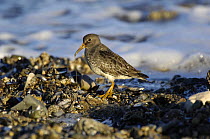 Purple Sandpiper (Calidris maritima) teasing out a Ragworm {Nereis sp} from the rocky shore, Rhos Point, Colwyn Bay, North Wales, UK