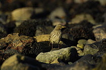 Water pipit (Anthus spinoletta) searching for insects on a rocky shoreline, Menai Straits, Gwynedd, North Wales, UK