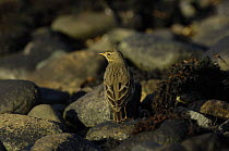 Water pipit (Anthus spinoletta) searching for insects on a rocky shoreline, Menai Straits, Gwynedd, North Wales, UK