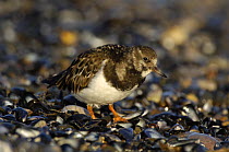 Turnstone (Arenaria interpres) searching for food on a mussel bed, Rhos Point, Colwyn Bay, North Wales, UK
