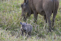 African warthog (Phacochoerus aethiopicus) and  piglet, Masai Mara Reserve, Kenya