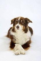 Australian Shepherd dog, 8-years old, red-tricoloured, lying down with front paws crossed
