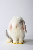 Young Satin Lop-eared Dwarf Rabbit, white with rhon, 12 weeks