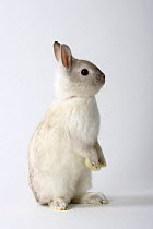 Satin Dwarf Rabbit, sitting up on hind legs